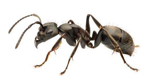 Service photo for ant pest control