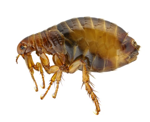 Service photo for flea control