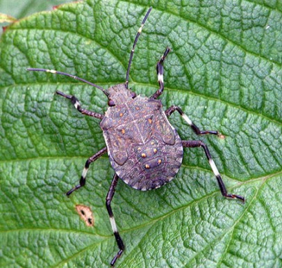 Service photo for stink bug control